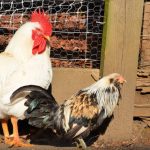 The Big Debate: Bantam Chickens vs Regular Chickens