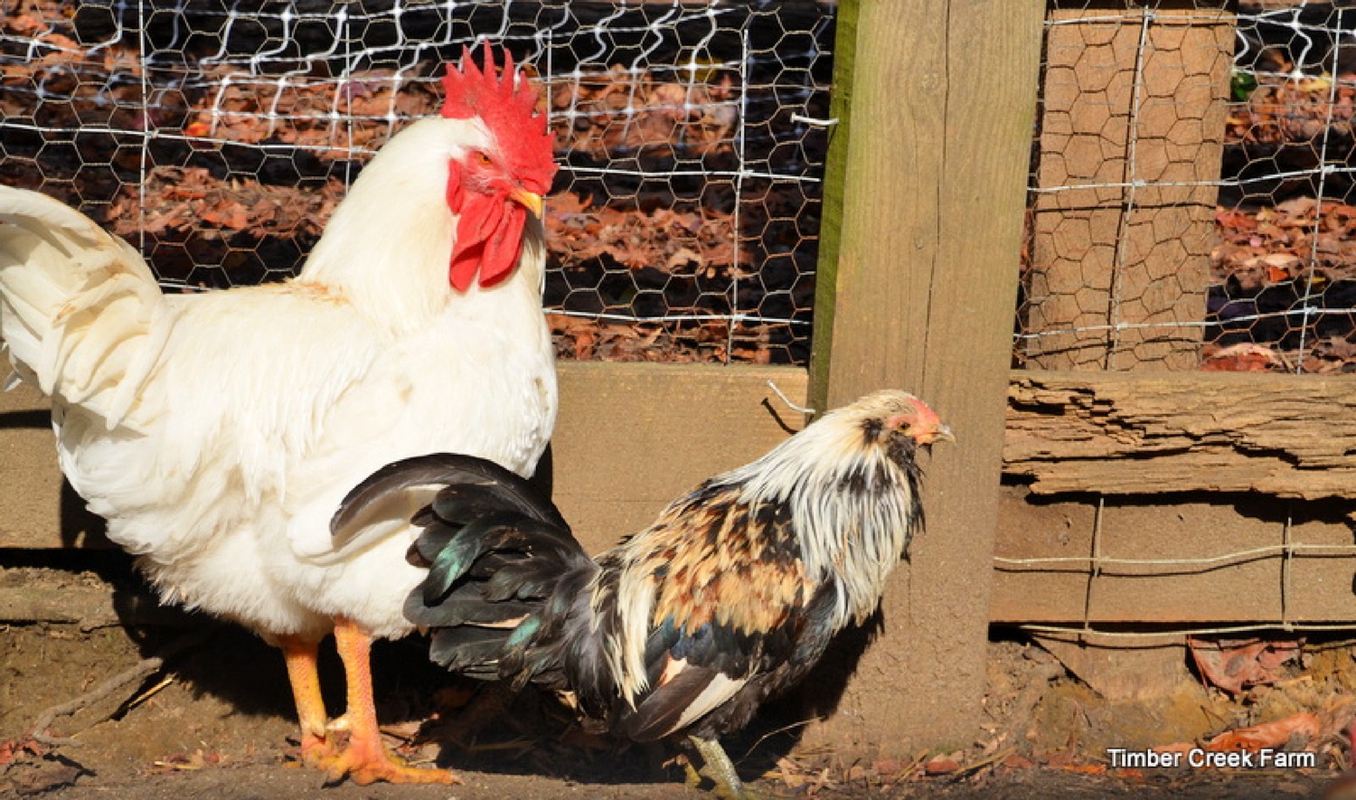 Bantam vs Regular Chicken